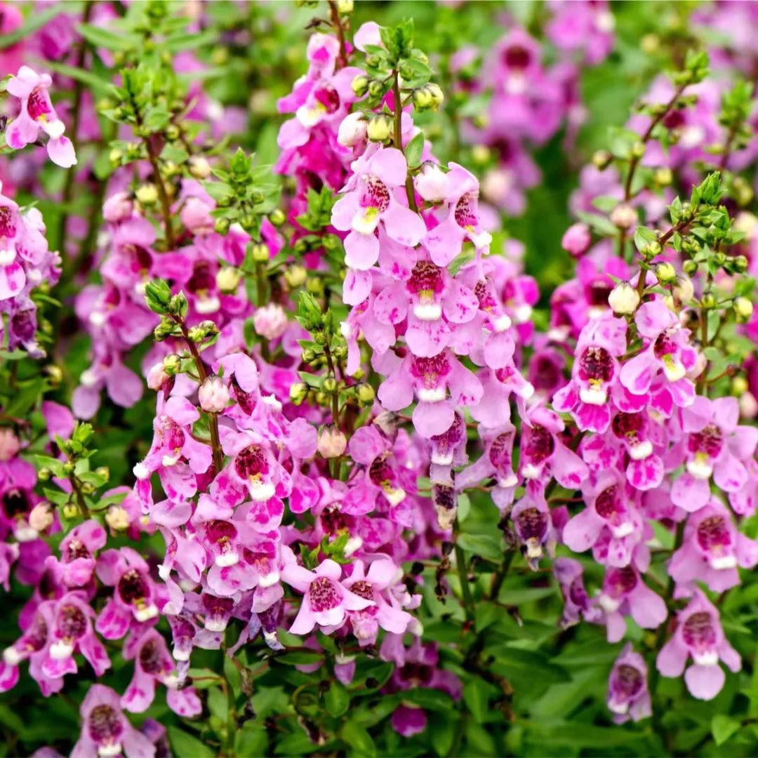 适合夏天养的7种花越晒开花越旺,夏天最能开的10种花越热越能开
