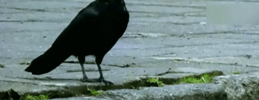 日本人为什么把乌鸦视为吉祥之鸟,乌鸦在日本神话中的地位