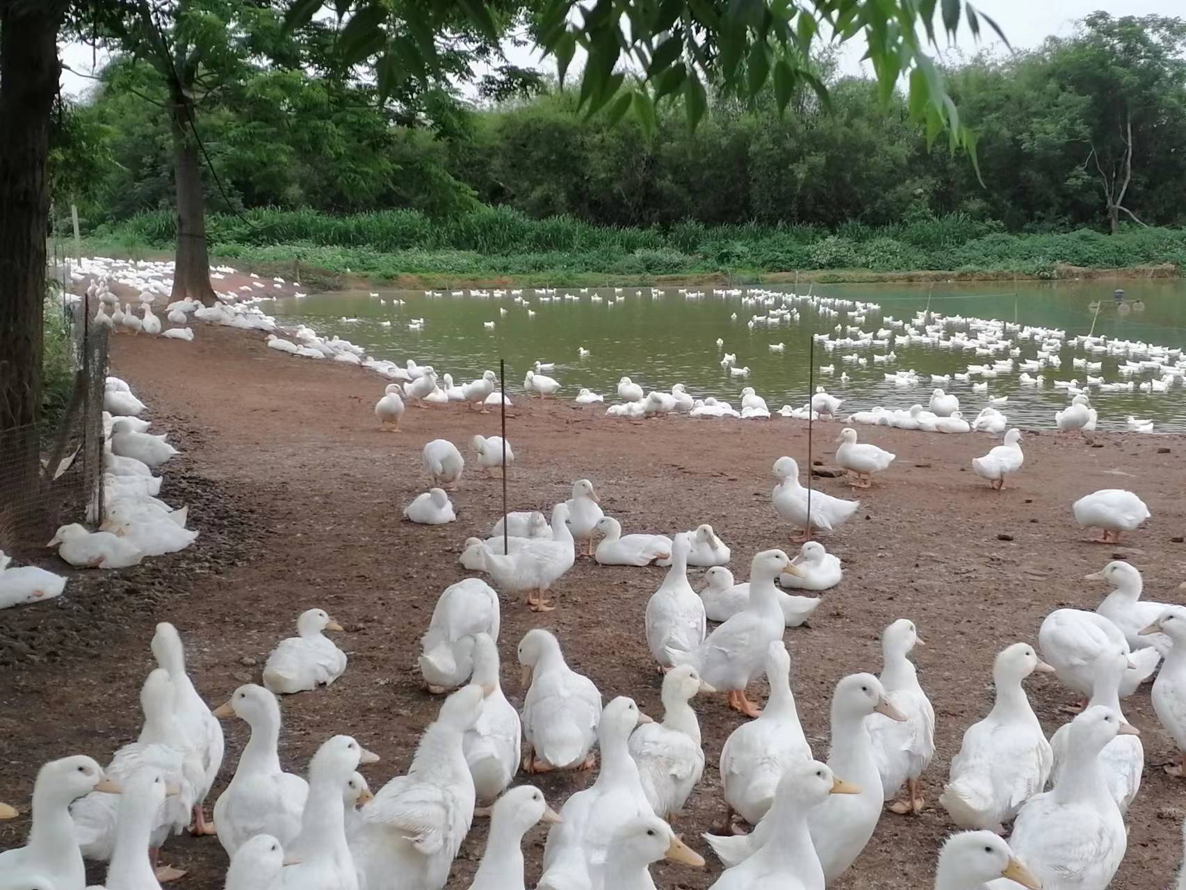 养鸭怎么养才能养好,养小鸡怎么养