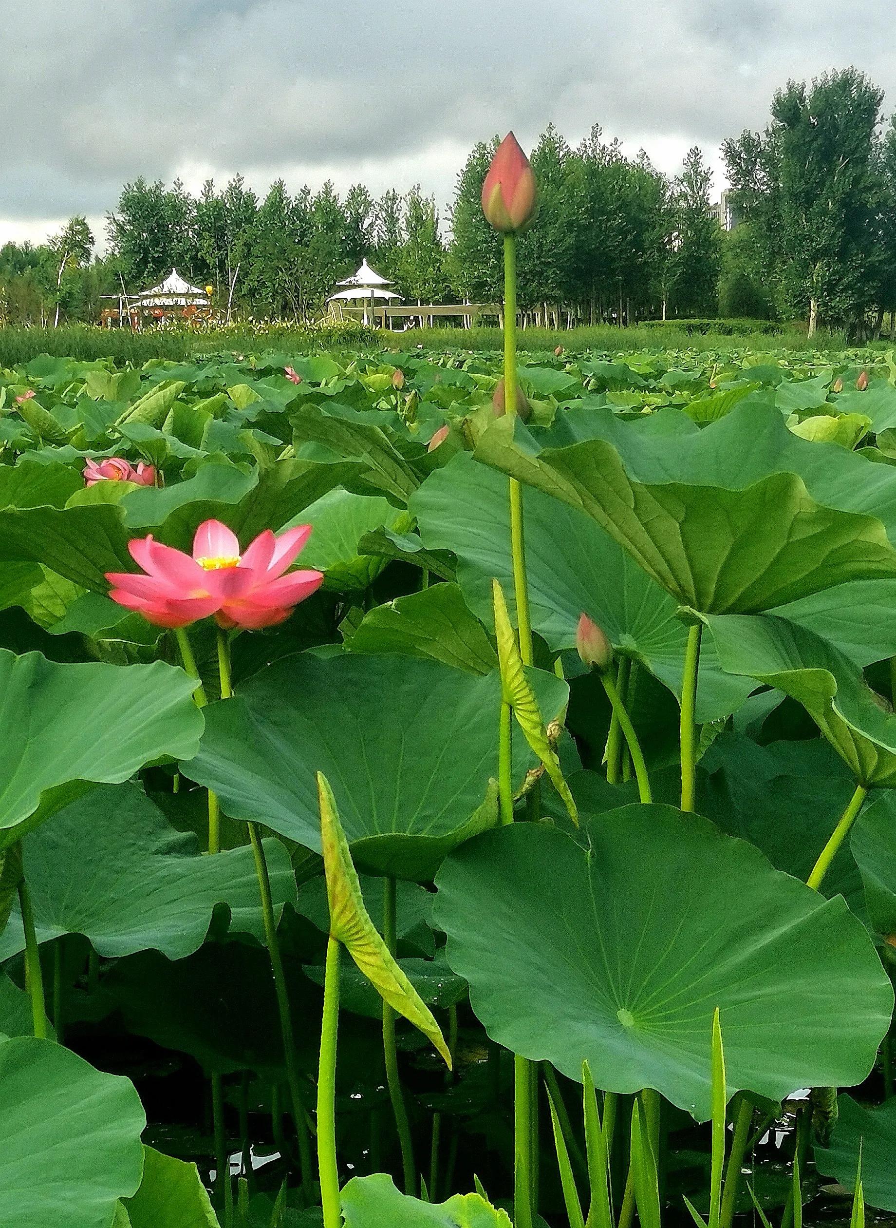 长春市南湖公园和南溪小镇,长春北湖湿地和南溪谁大