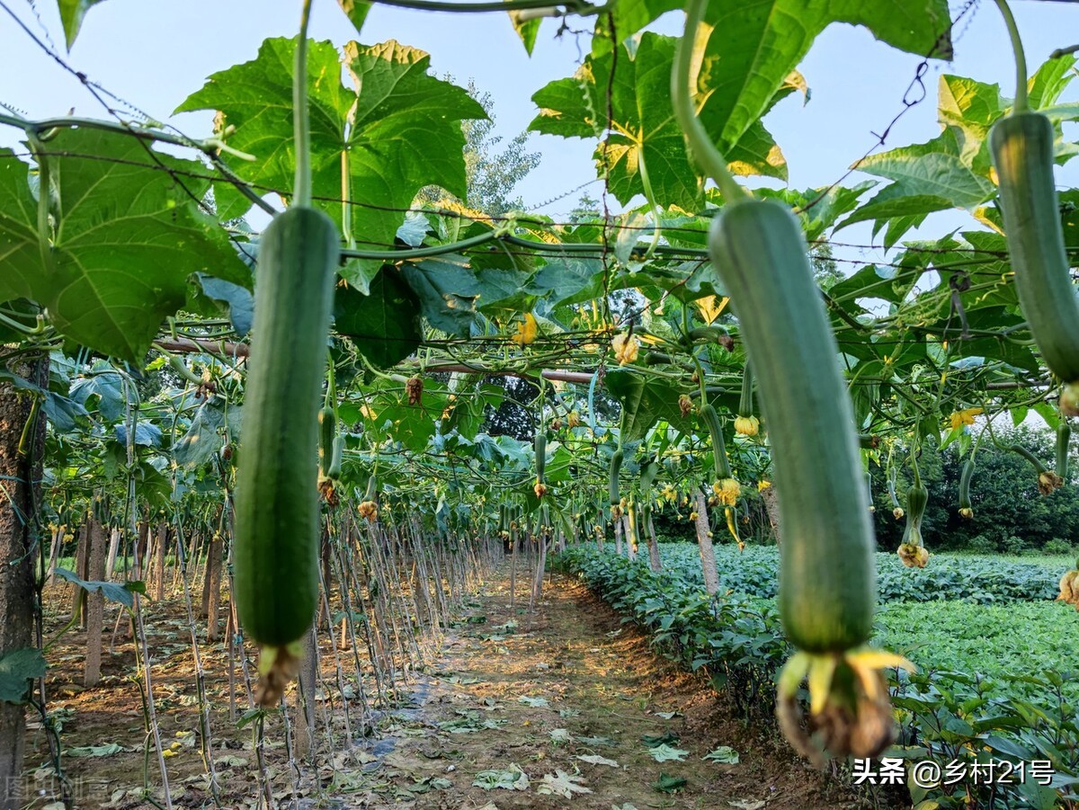 黄瓜丝瓜虫害用药,黄瓜丝瓜苗长虫怎么办