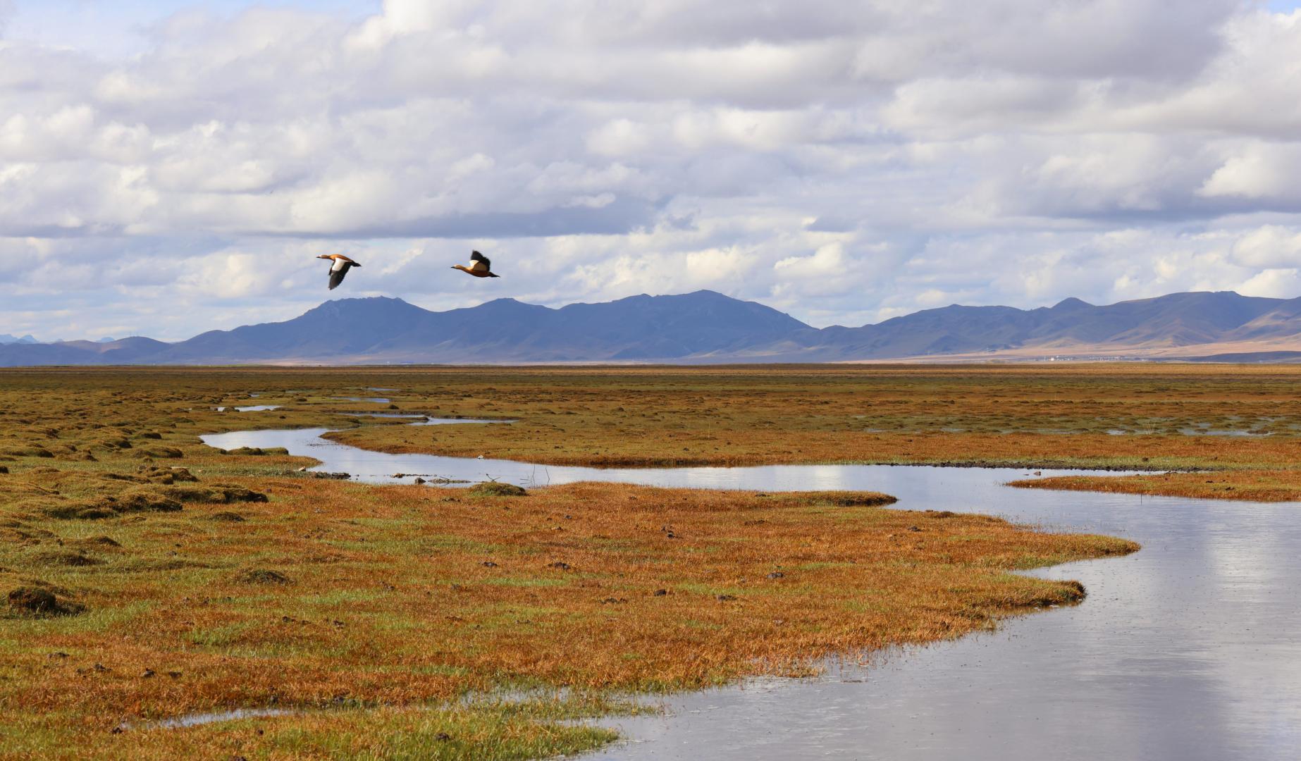 只此青绿:我在若尔盖的27年