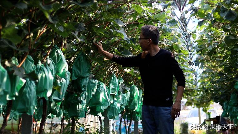 20亩阳光玫瑰卖285万是如何实现的,栽种60亩阳光玫瑰一年收入多少钱