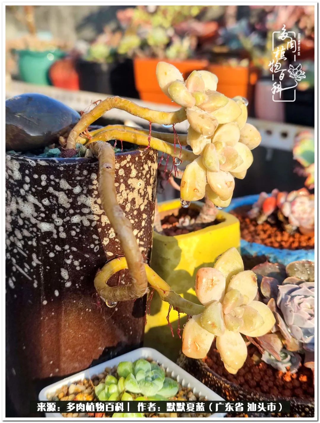 多肉虐我千百遍，我待多肉如初恋