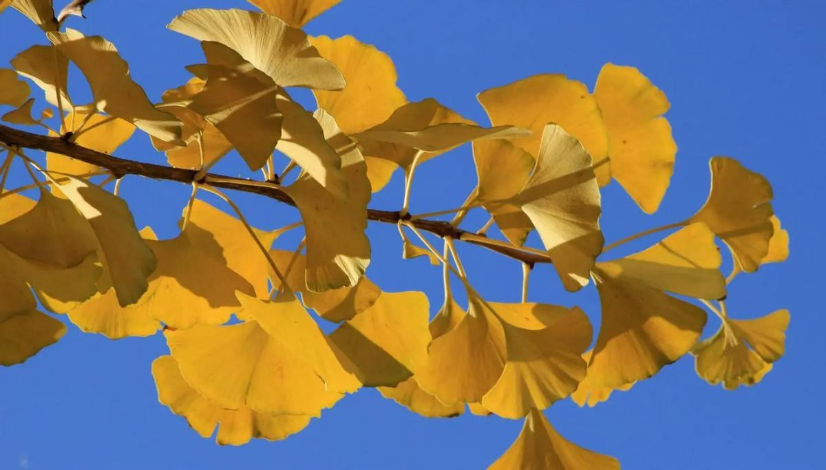 什么植物黄酮含量高,植物黄酮类有哪些物质