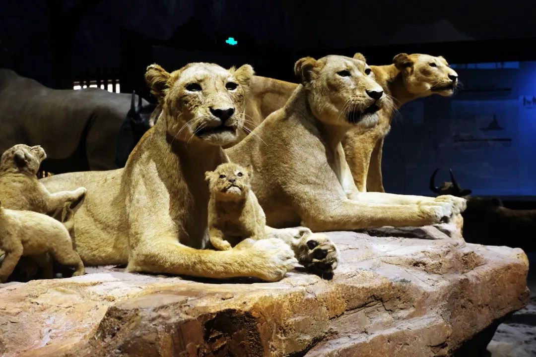 打卡山东博物馆和大明湖,山东博物馆打卡预约