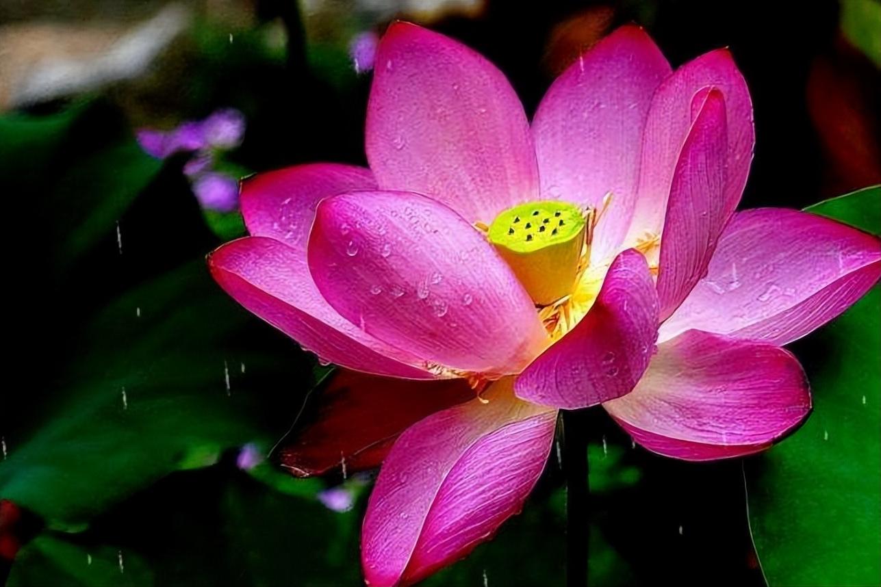 70句唯美荷花诗词,关于荷花的绝美诗句