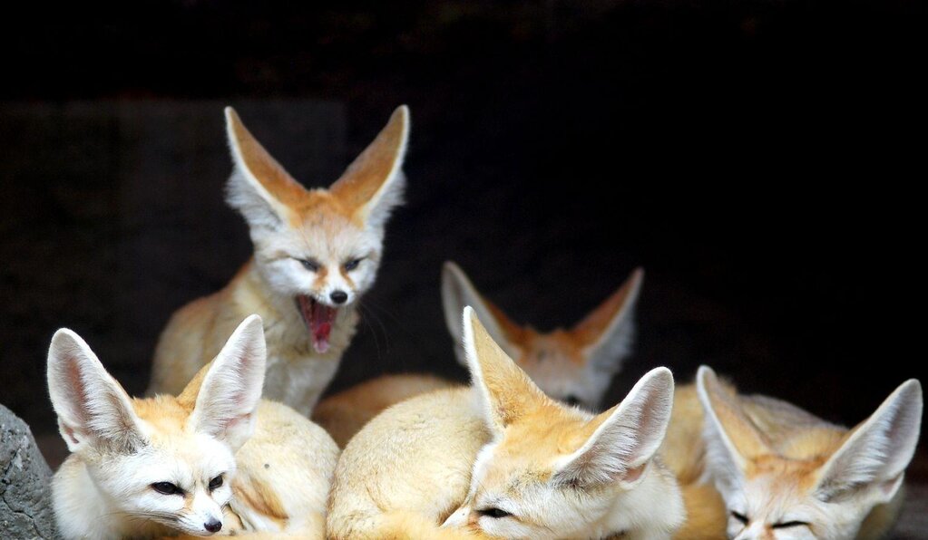 为什么耳朵听不见,左耳朵嗡嗡响听不到声音