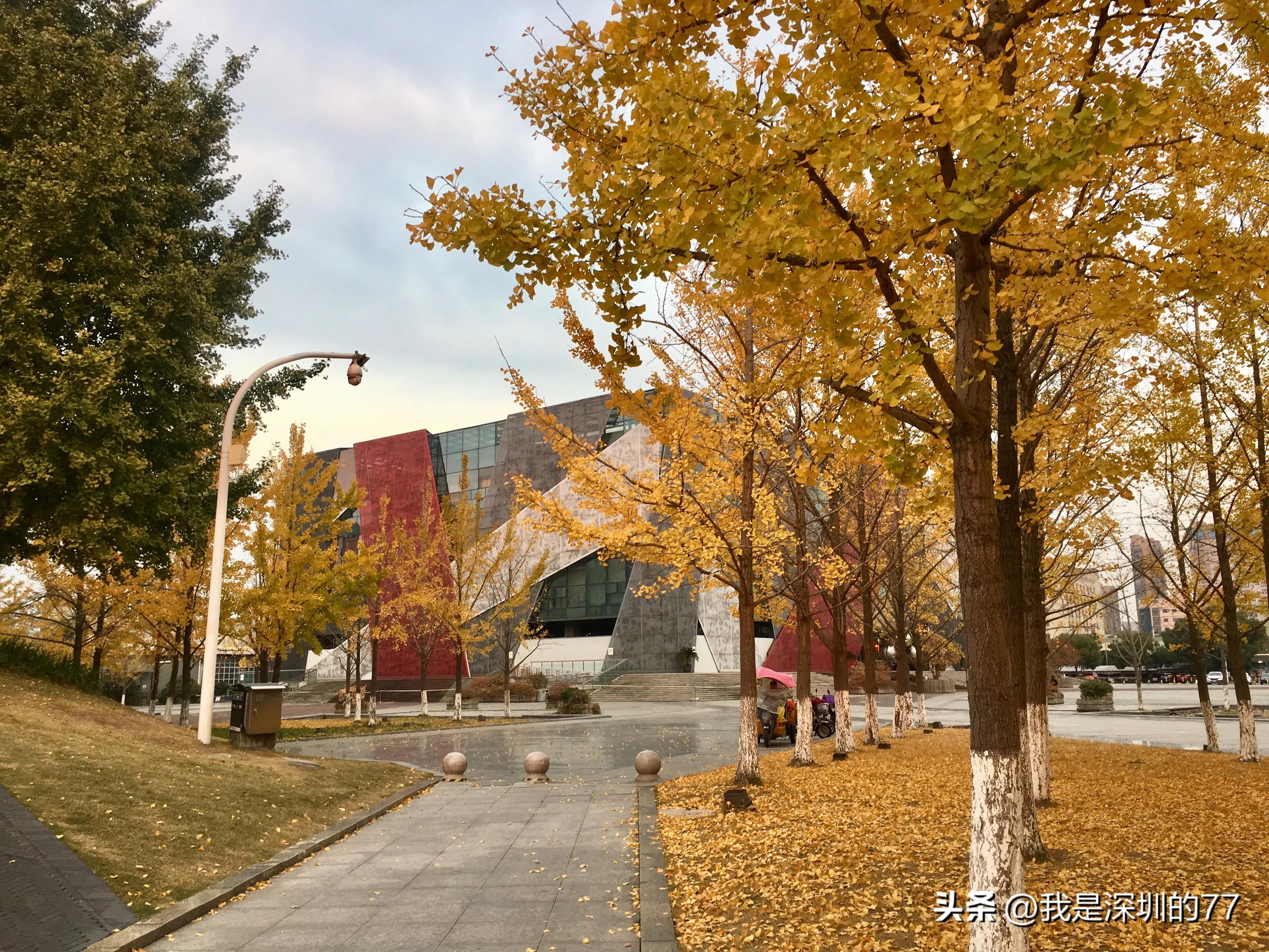 十一月，我在寻找杭州的秋天