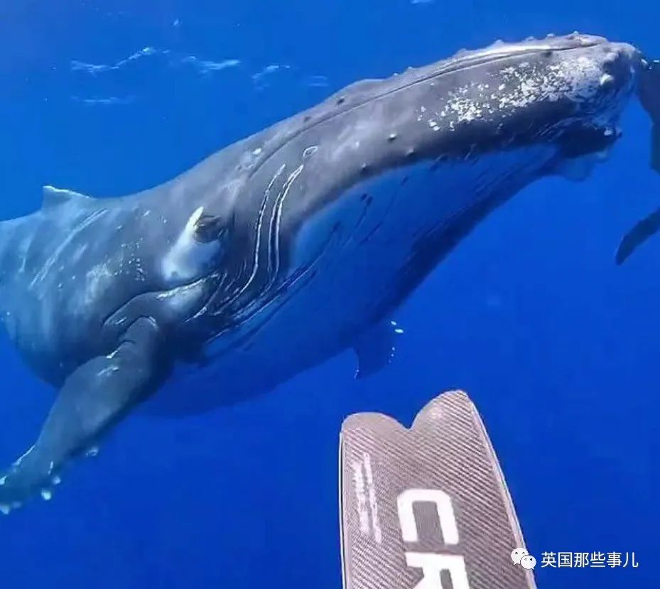 巨型座头鲸搁浅海滩数小时,巨大座头鲸出水瞬间