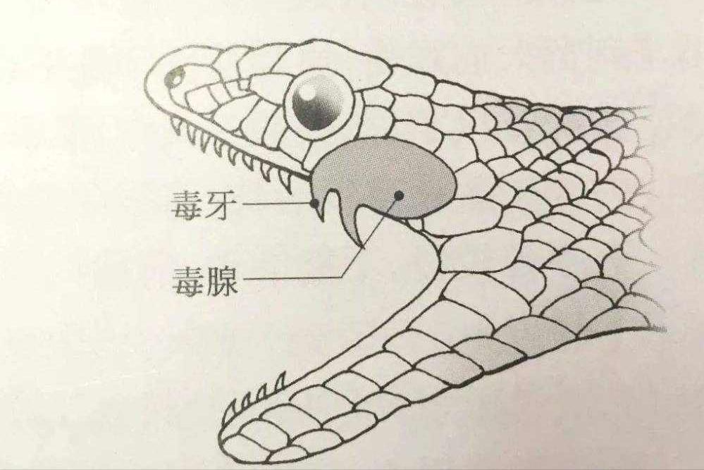 40多斤巨蟒被困深井数月,25斤巨蟒闯入居民家中现场曝光