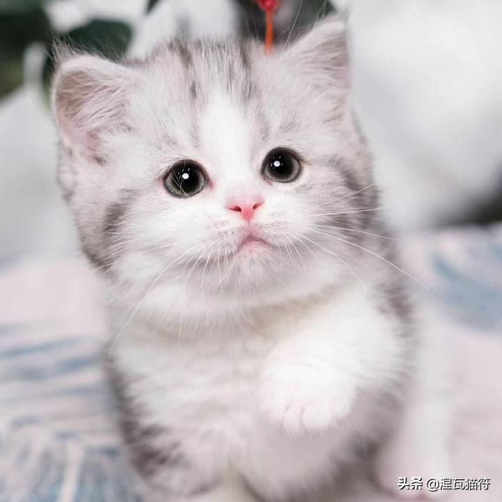 美短棕虎斑成年猫多少钱,美短虎斑猫有白毛领