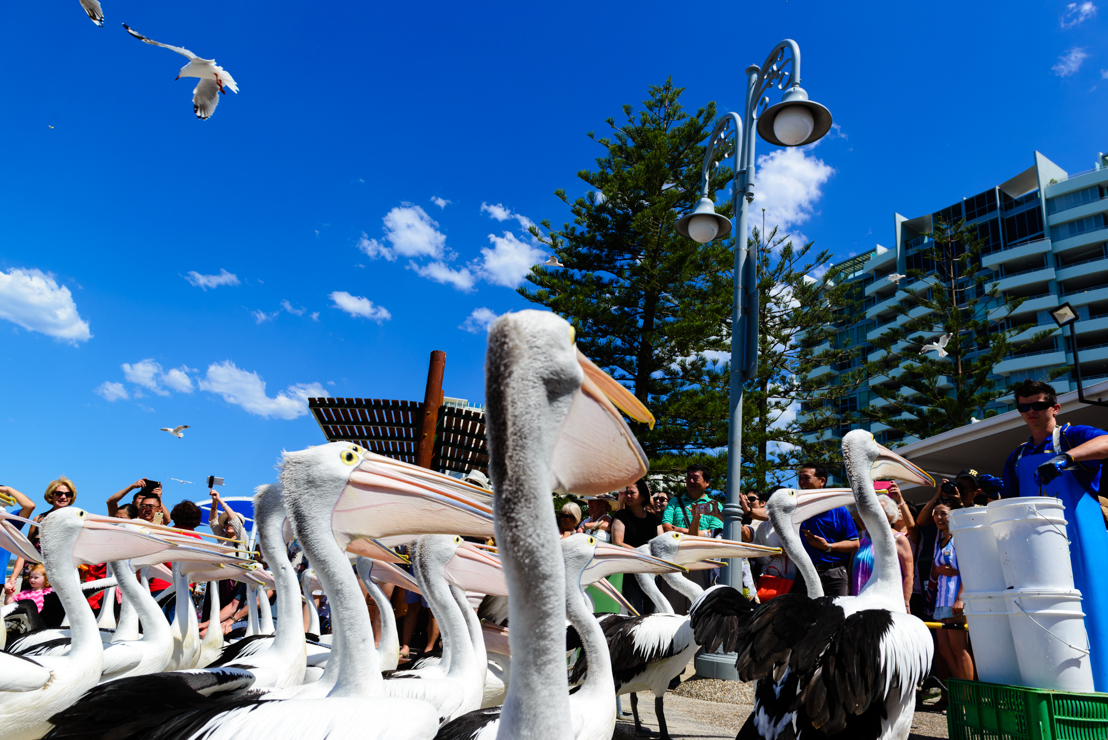 澳洲海边鹈鹕,澳洲黄金海岸鹈鹕