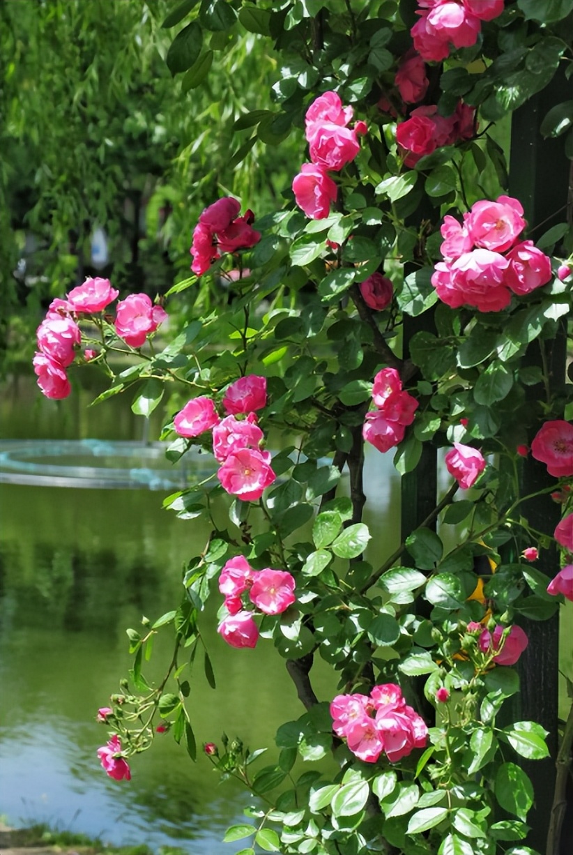 春暖花开赏古人诗词体味春日景象,关于春天花开美景的诗词