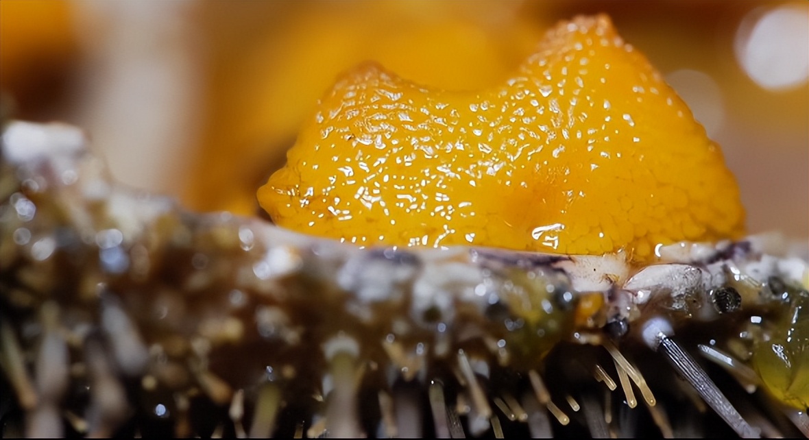 仅有积蓄23块钱，山东小伙大胆借600万，捞出大连海底“小黄金”