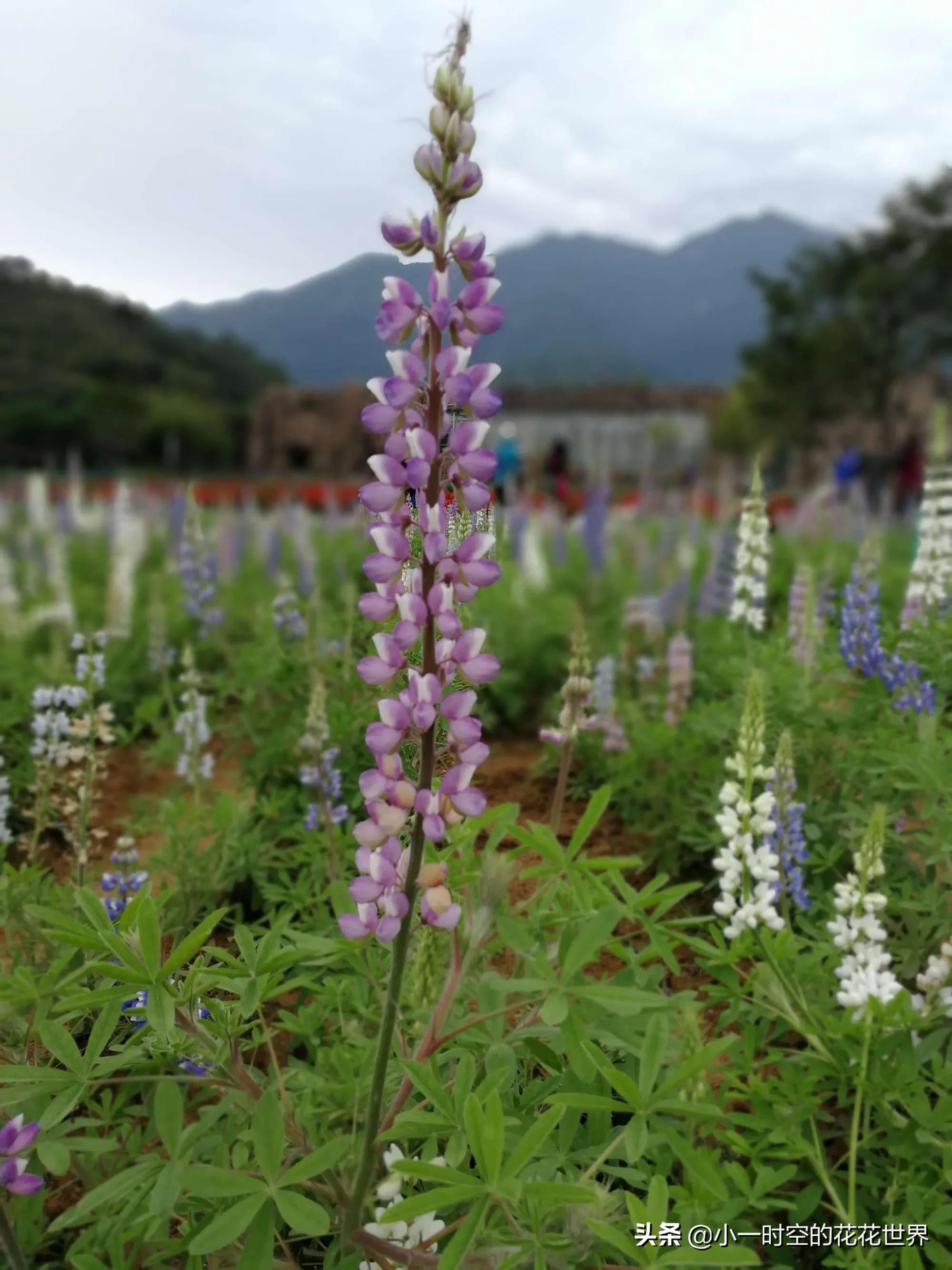 母亲节送母亲寓意最好的花,母亲节鲜花什么花好看