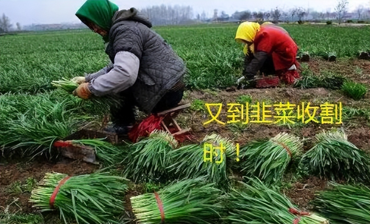 chatgpt炒股用哪个模型,chatgpt让人震惊的功能