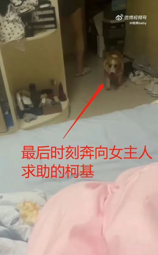 男子小区内持菜刀狂砍杀女人案,一男子拿菜刀在小区砍杀女人事件