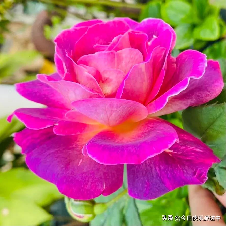 美醉了的月季花图片,各种颜色的月季花图片