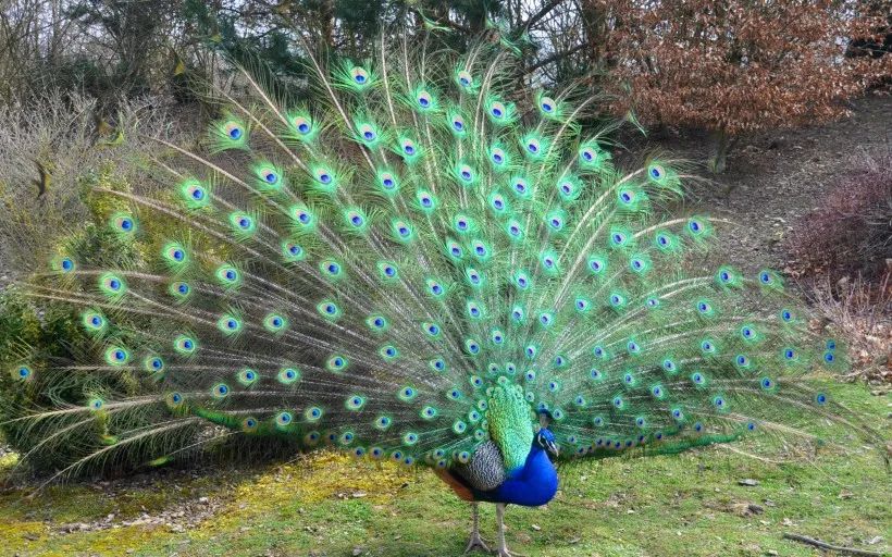 神奇的壁虎尾巴400字,神奇的尾巴故事