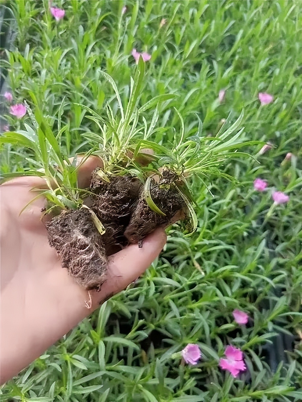 5种漂亮花四季开花,4种漂亮花好养易活