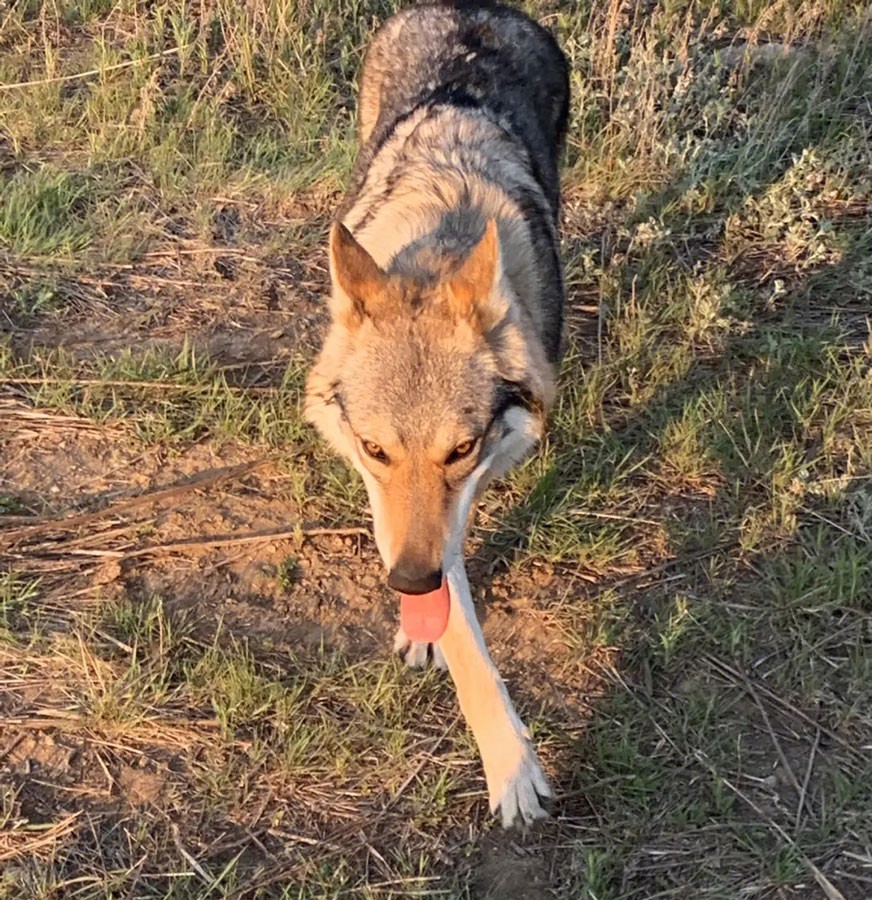 狼和母羊爱情故事,狼与羊的爱情故事
