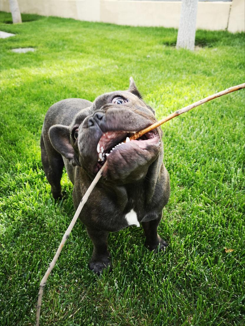 法斗大便带血怎么办,法斗幼崽大便稀还吐精神好