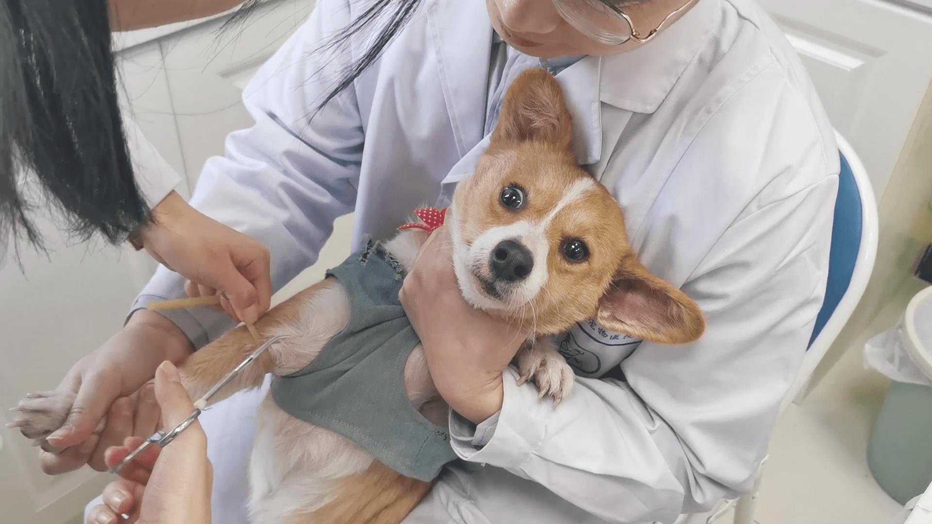 狗狗得了狂犬病征兆有哪些表现,狗狗大量喝水是狂犬病前兆吗