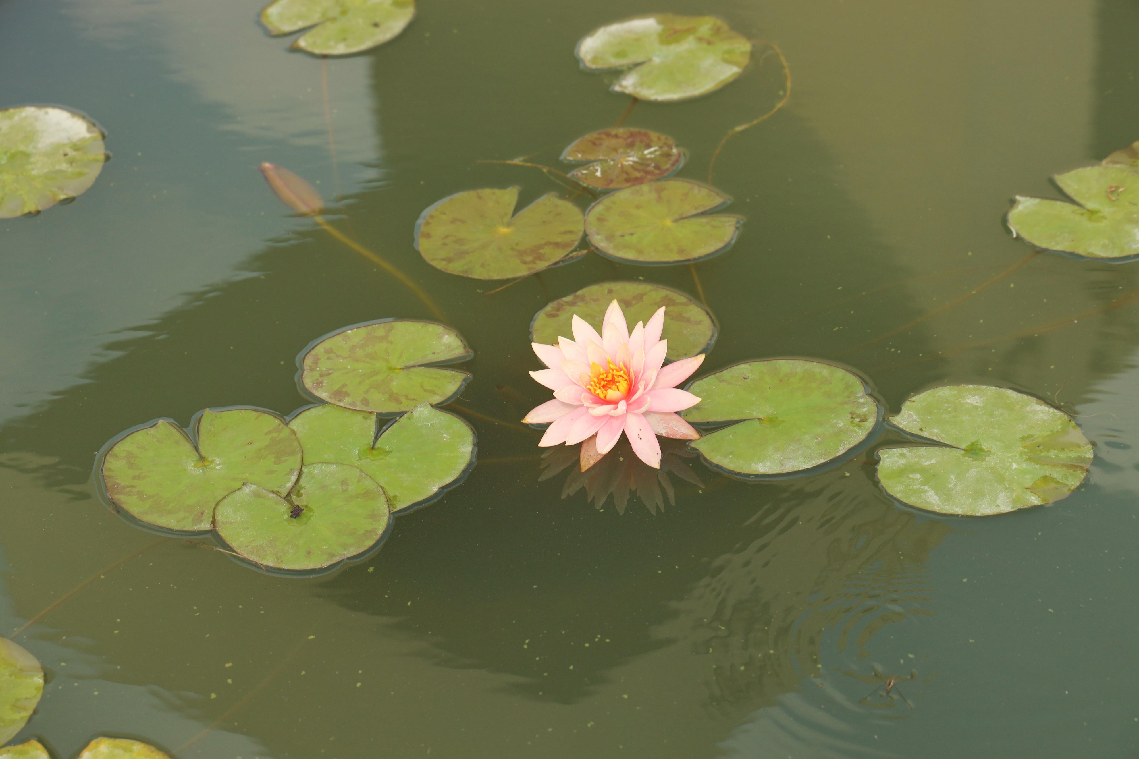 鎵樻櫘鑹烘湳浣滃搧,澶忓鐨勭潯鑾插紑鐨勭編缇庣殑