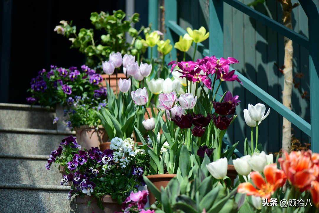 河马花园最耐阴植物,最漂亮的花园里的郁金香