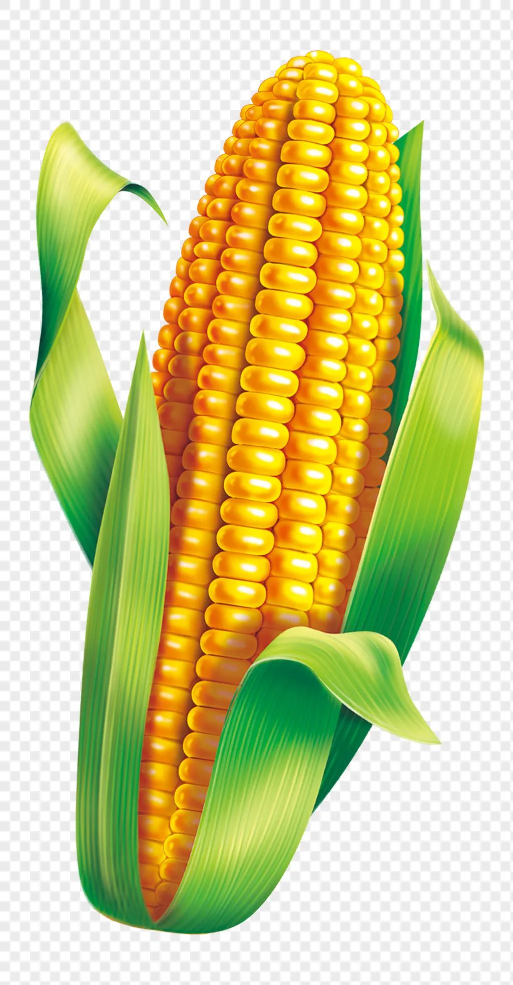 可以作为鱼饵的动植物有哪些,什么样的藻类植物可以做鱼饵