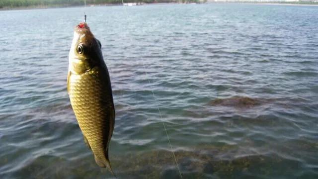 春季野钓找鱼窝的正确方法,夏季野钓找鱼窝的正确方法