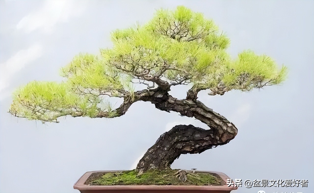 盆景枝条蟠扎后如何正确拿弯,大型松树盆景拿弯过程视频