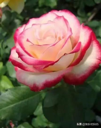 玫瑰花真的有那么多颜色吗,玫瑰花各种各样的颜色