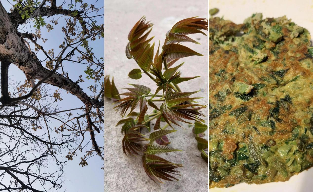 张颂文田园生活,张颂文住的院子什么样子的