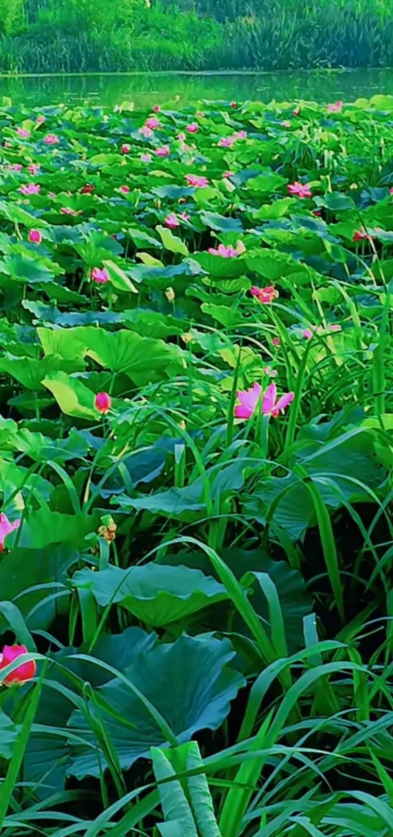 夏至荷花荷叶图片,夏至时节荷花正美图片