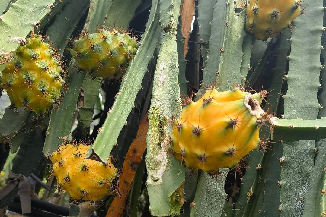 外国水果运到中国,澳洲水果出口中国