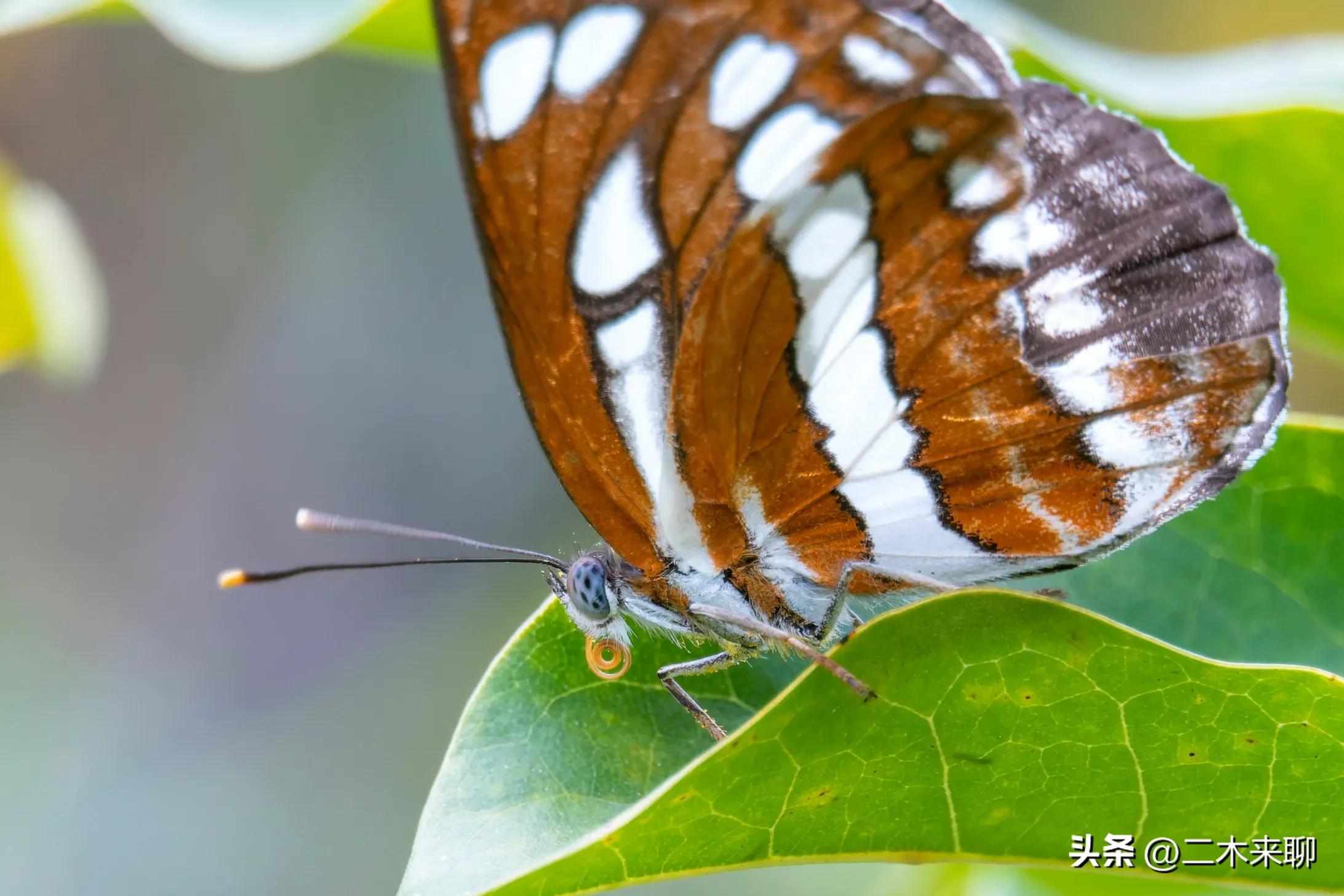 尼康1.1微距镜头评测,尼康105mm微距镜头评测视频