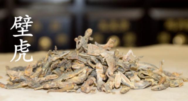 人畜无害的壁虎为何位居五毒之一,壁虎有人性吗