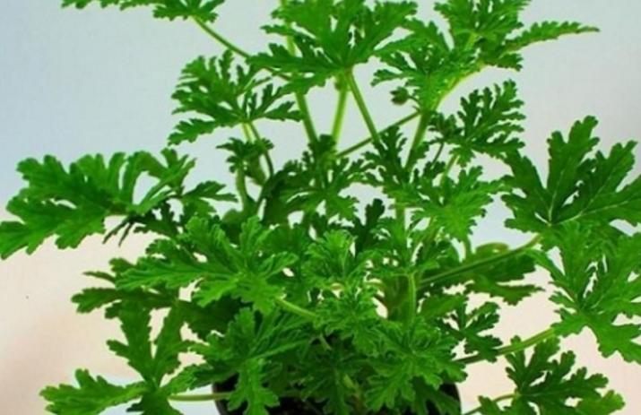 蚊子用什么药防蚊,蚊子防蚊指南图解