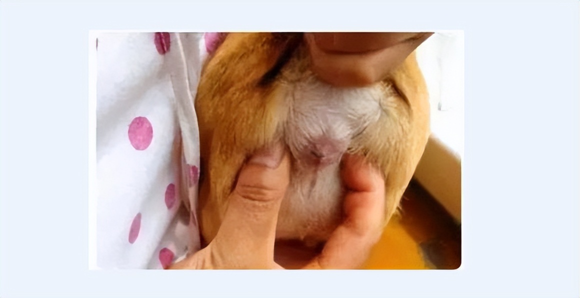 狗狗的卫生,狗狗的牙齿有什么注意事项