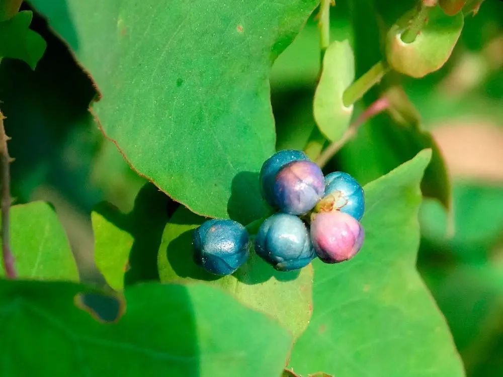 农村常见野生植物你都认识吗,农村常见植物野果