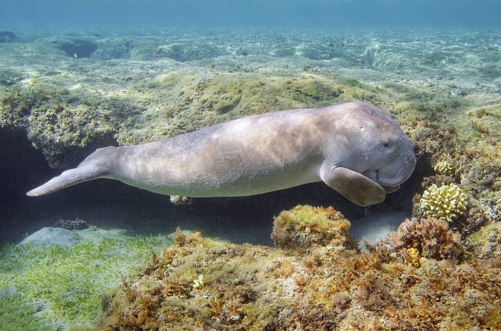 真正属于鱼的动物是,三种动物有鱼但不属于鱼类