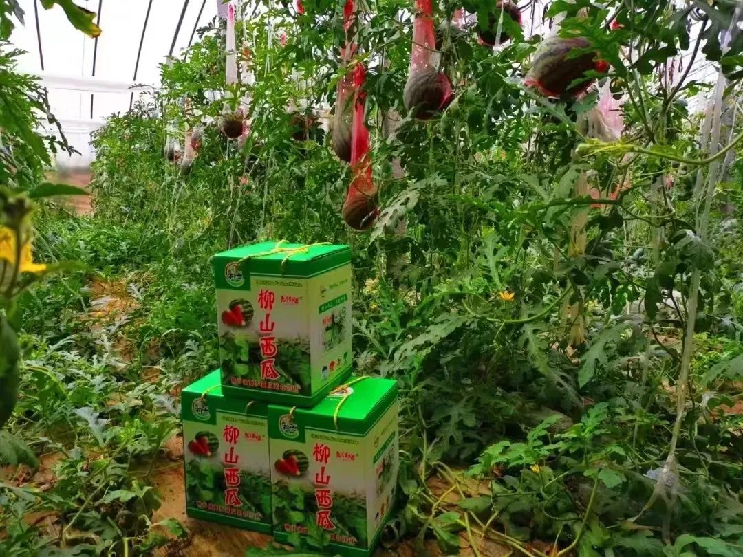 临朐县柳山镇系好致富路上的“红·领·带”