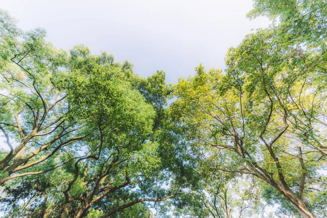 三月晦日偶题宋秦观,三月晦日偶题秦观古诗朗读