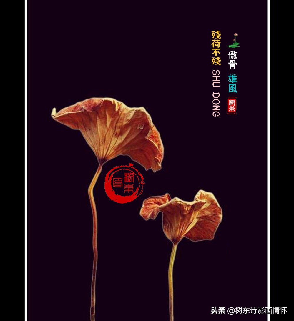 荷花美出淤泥而不染,这才是真正的荷花出淤泥而不染