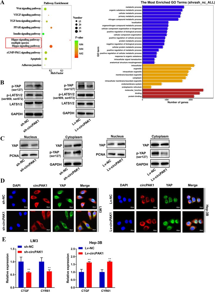 CircPAK1与14-3-3ζ相互作用,调节YAP核定位促进肝细胞癌进展