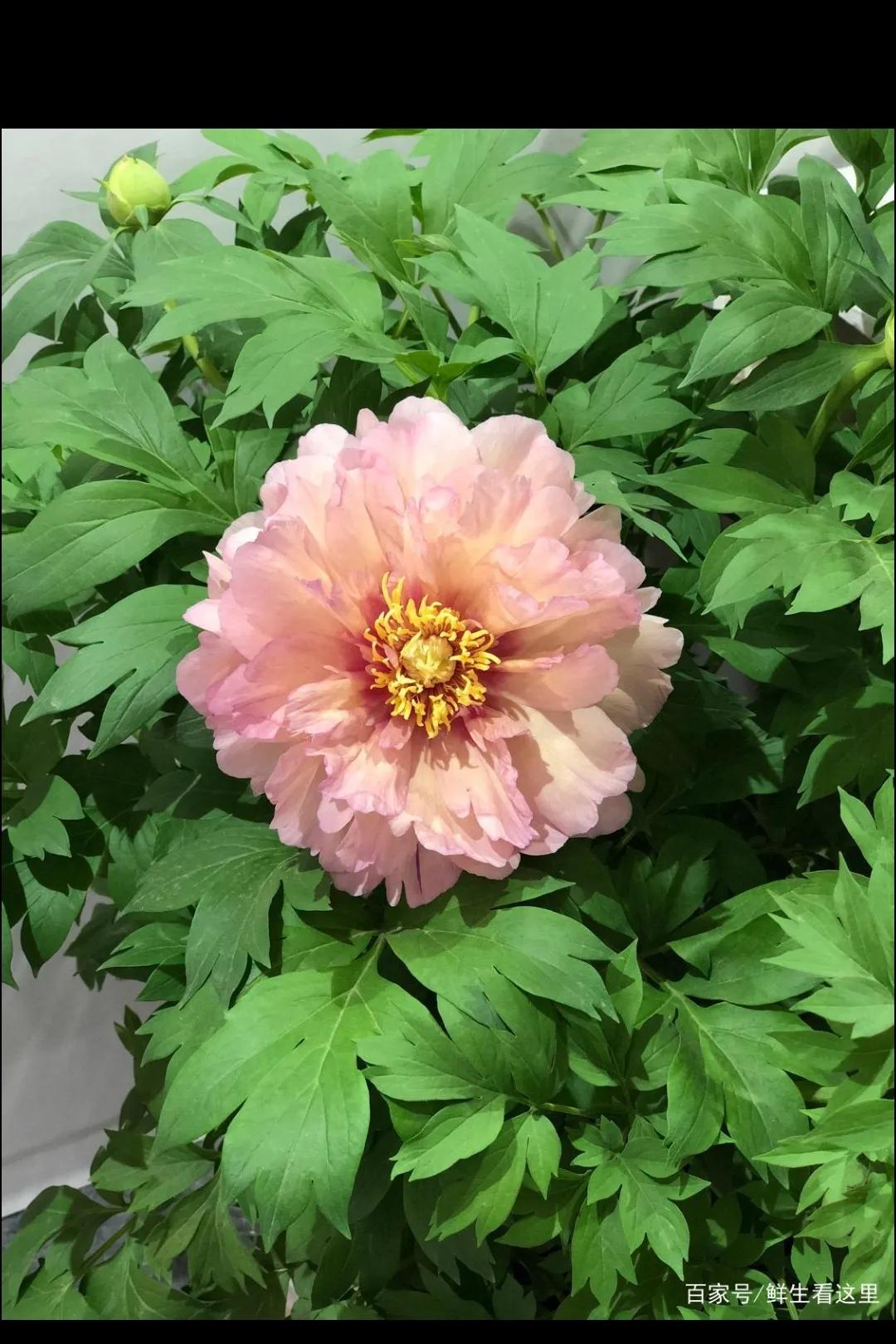 想家想爸爸妈妈,想家了想爸爸妈妈了怎么办