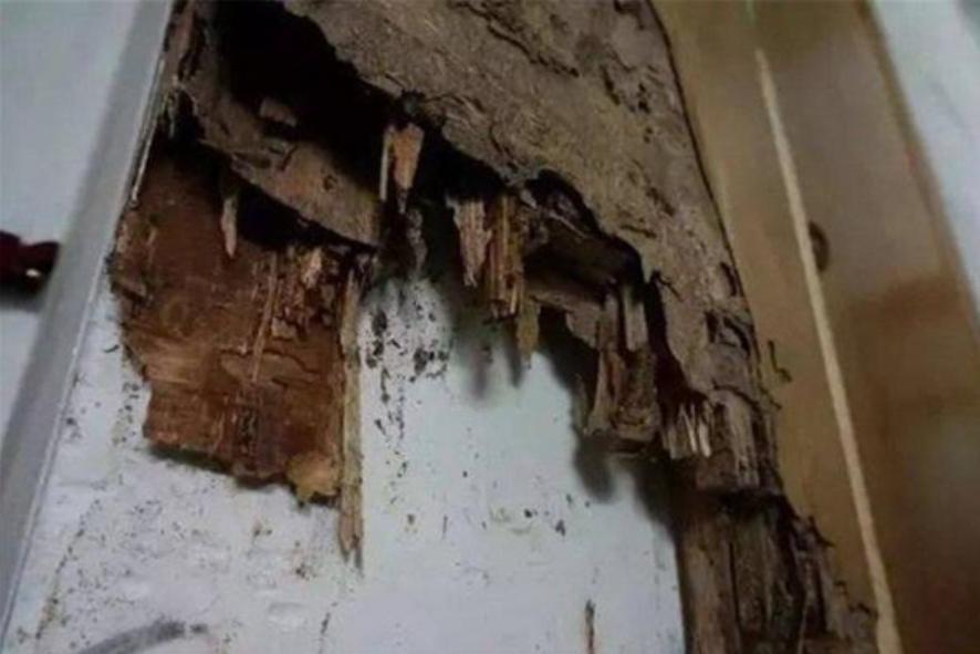 为什么上海今年出现大量白蚁,上海白蚁成群出现说明什么