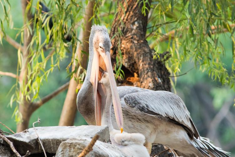 巨兜捞食的“大嘴怪”——鹈鹕